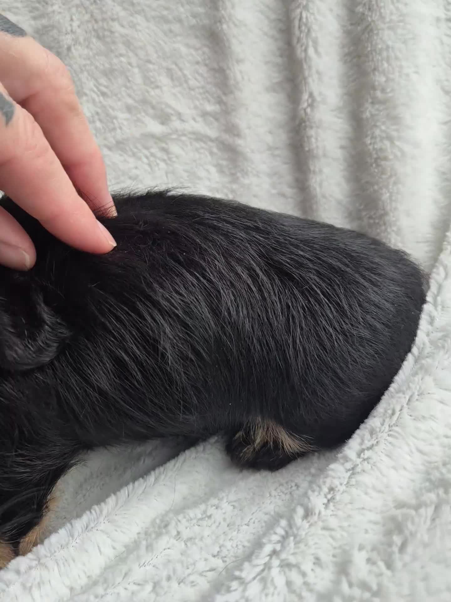 Miniature Dachshund dogs for sale: First generation Silky Wire Haired Mini Dachshund  - Video 2