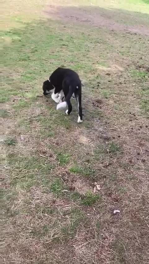 Mixed Breed dogs for adoption: 🐾 Meet WOODY 🐾  He's ready for a Loving Family - Video 1