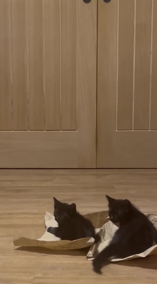 Domestic Shorthair cats for sale: 2 Gorgeous black kittens!!  - Video 1