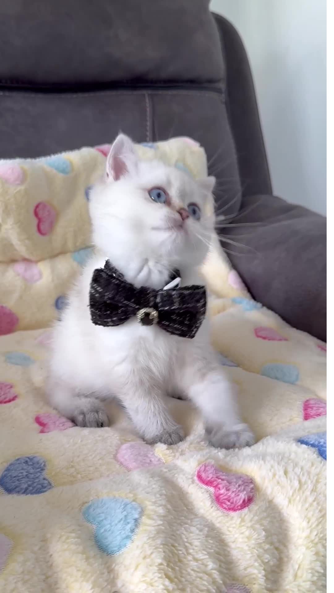 British Shorthair cats for sale: Beautiful GCCF kittens from champion lines  - Video 5