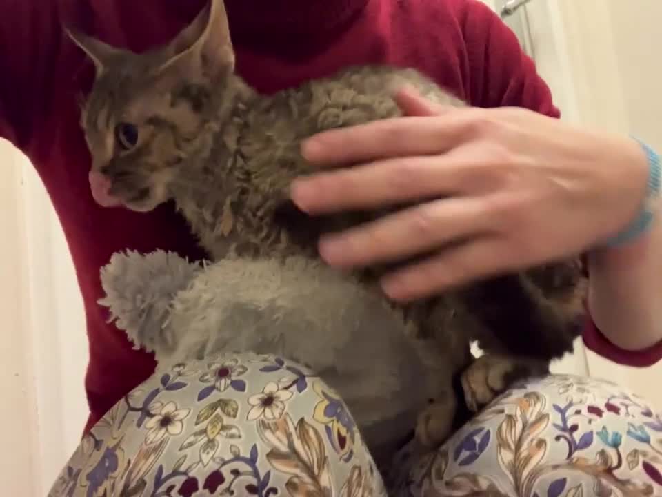 Devon Rex cats for sale: GCCF registered - Devon Rex Kittens - Video 2