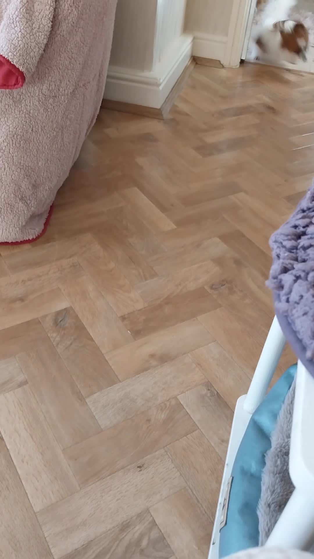 Papillon dogs for sale: Gorgeous Female Example of this Beautiful Breed - Video 4