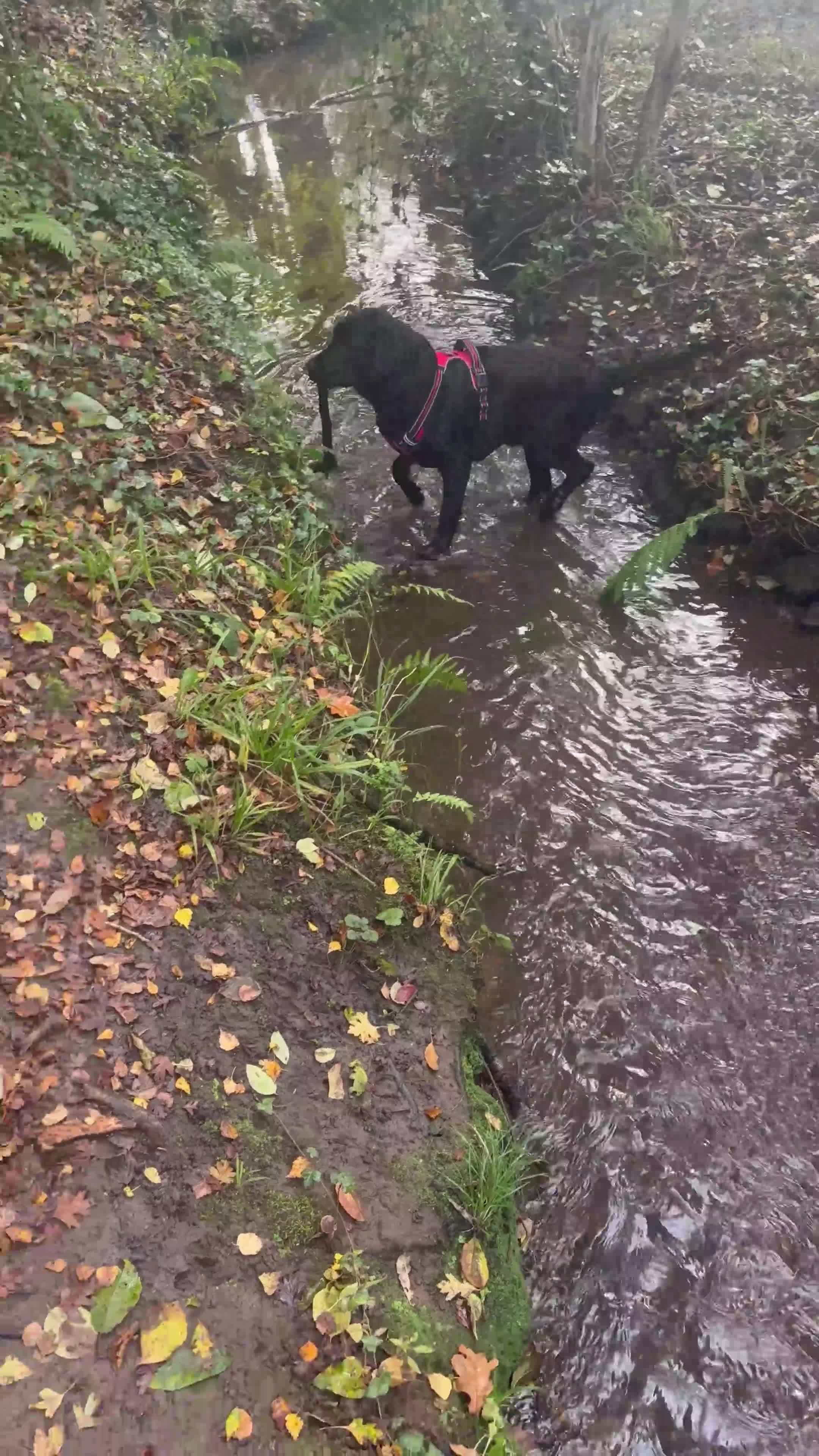 Labrador Retriever dogs for stud: Black Labrador Retriever for stud  - Video 2