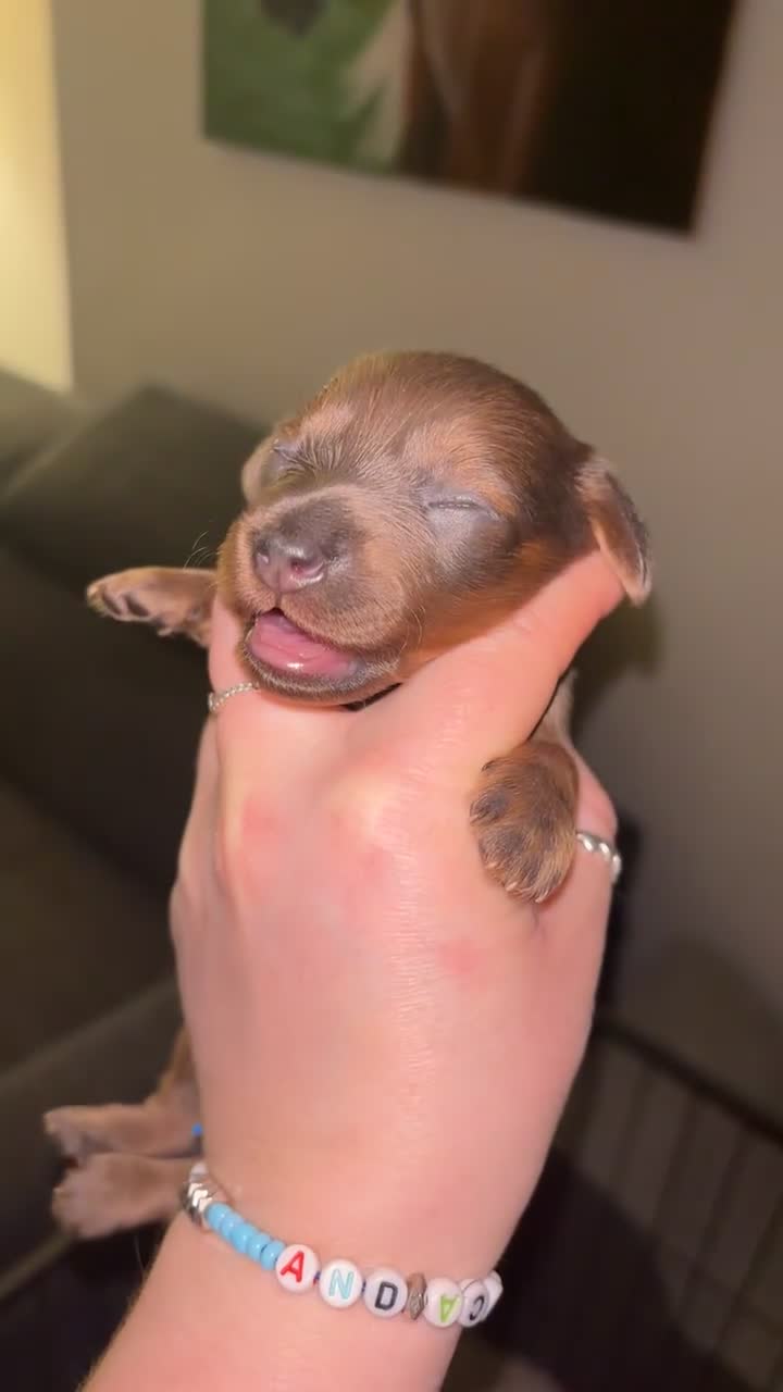 Miniature Dachshund dogs for sale: Stunning miniature dachshund puppies  - Video 1