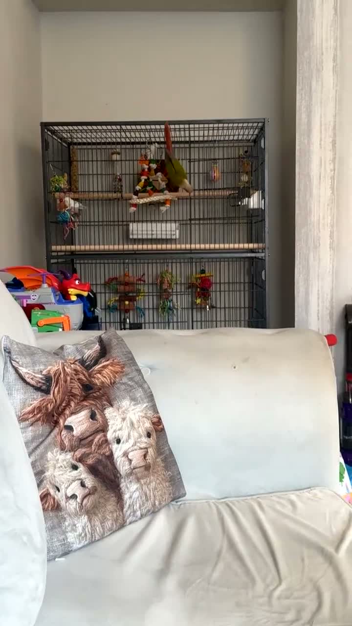 Conures birds for sale: Pineapple conure in Shildon - Video 3