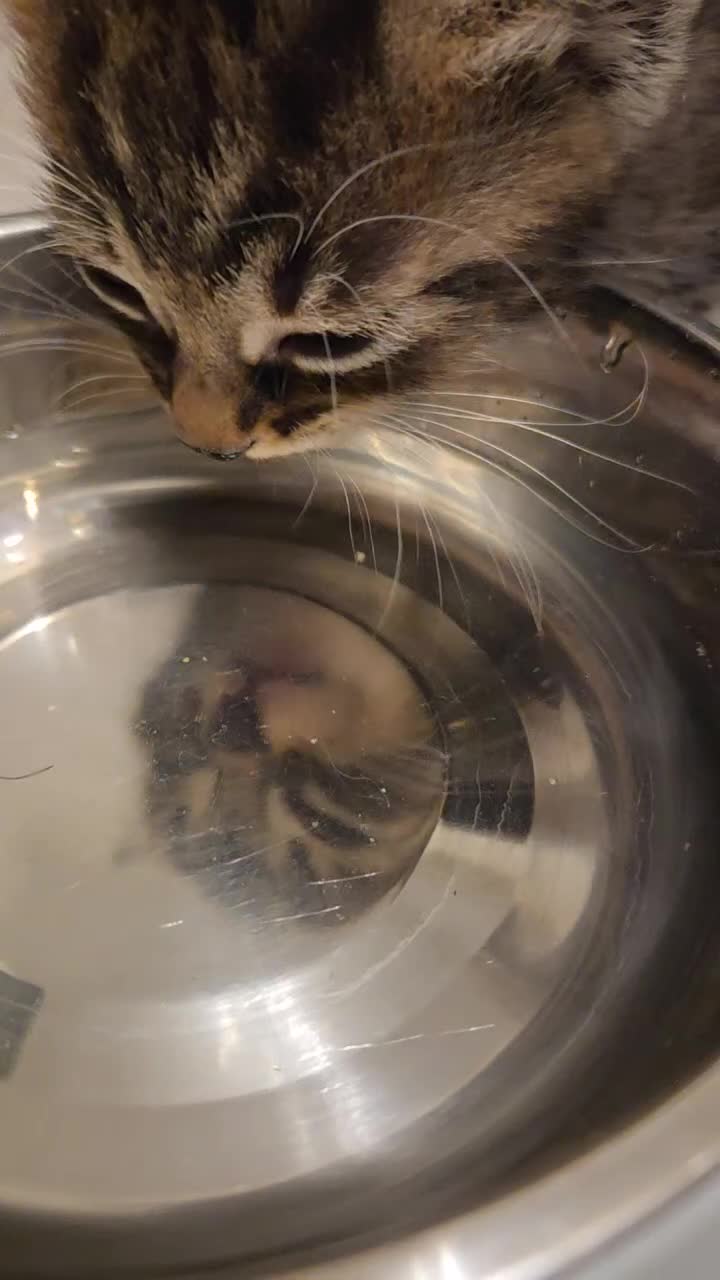 Mixed Breed cats for sale: 5 Adorable Kittens Ready for New Homes! - Video 1