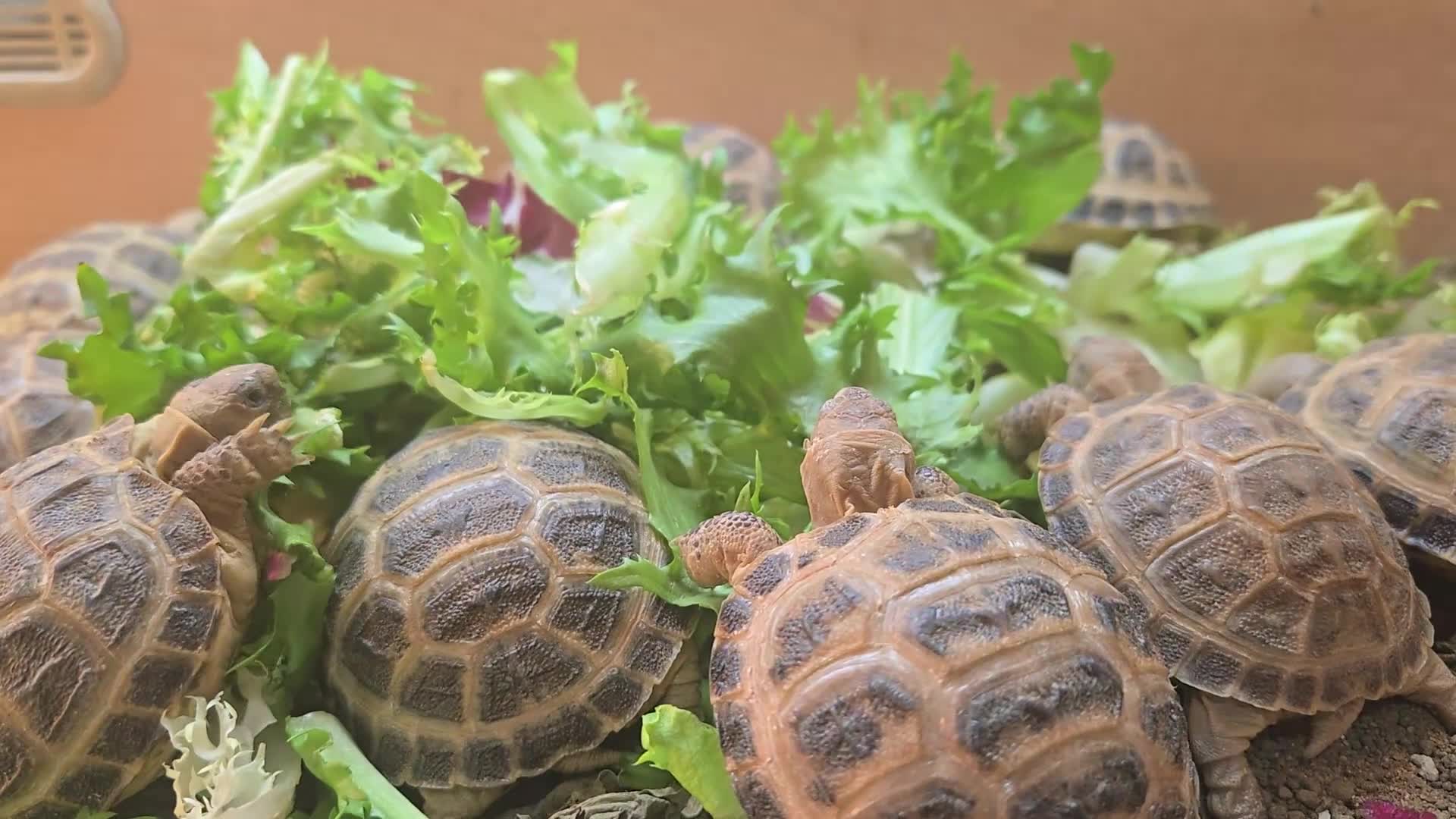 Tortoise reptiles for sale: 2-3 inch Horsefeild Tortoises 🐢  in Manchester - Video 1