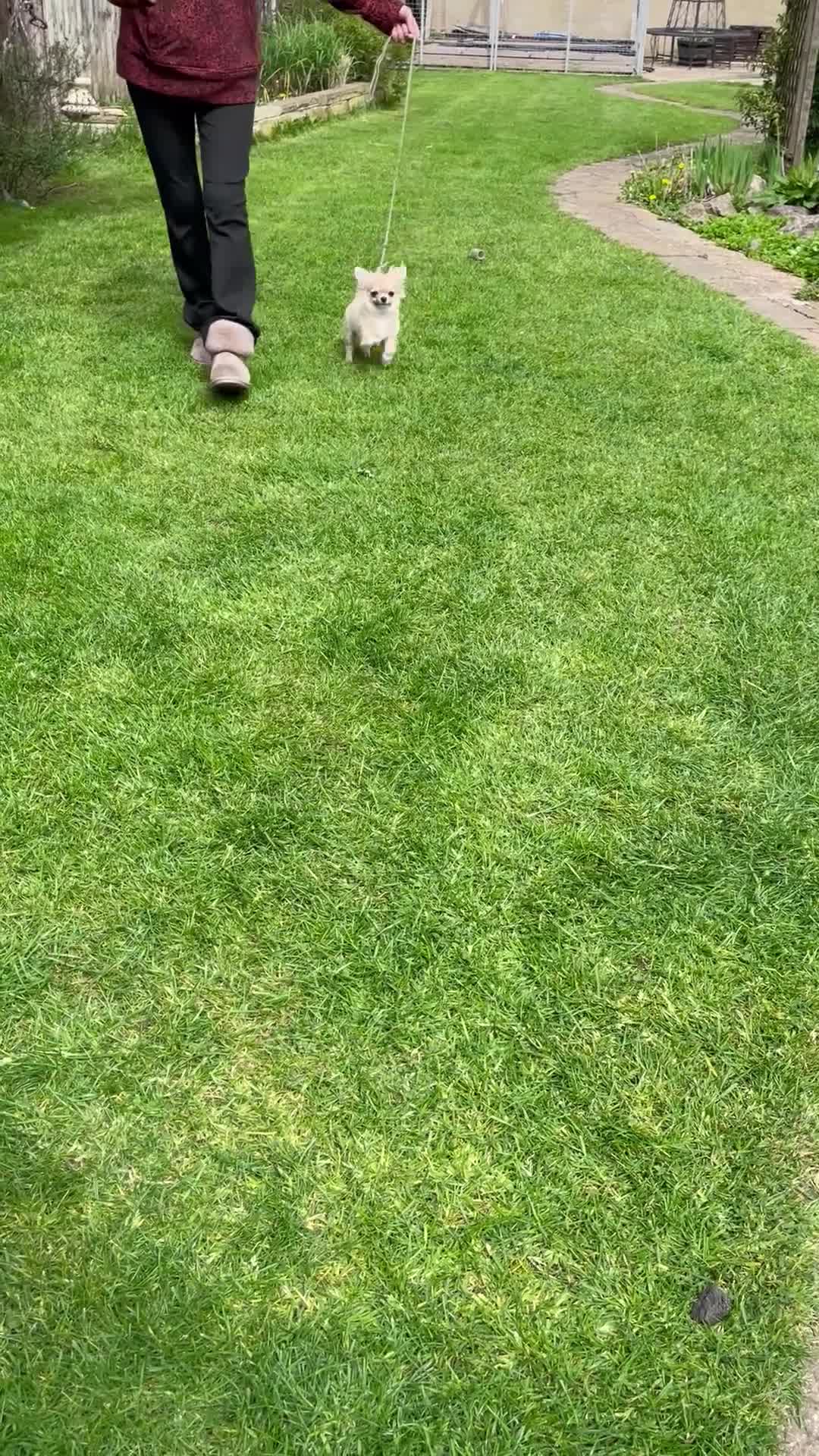 Chihuahua dogs for sale: Chihuahua long coat  - Video 1