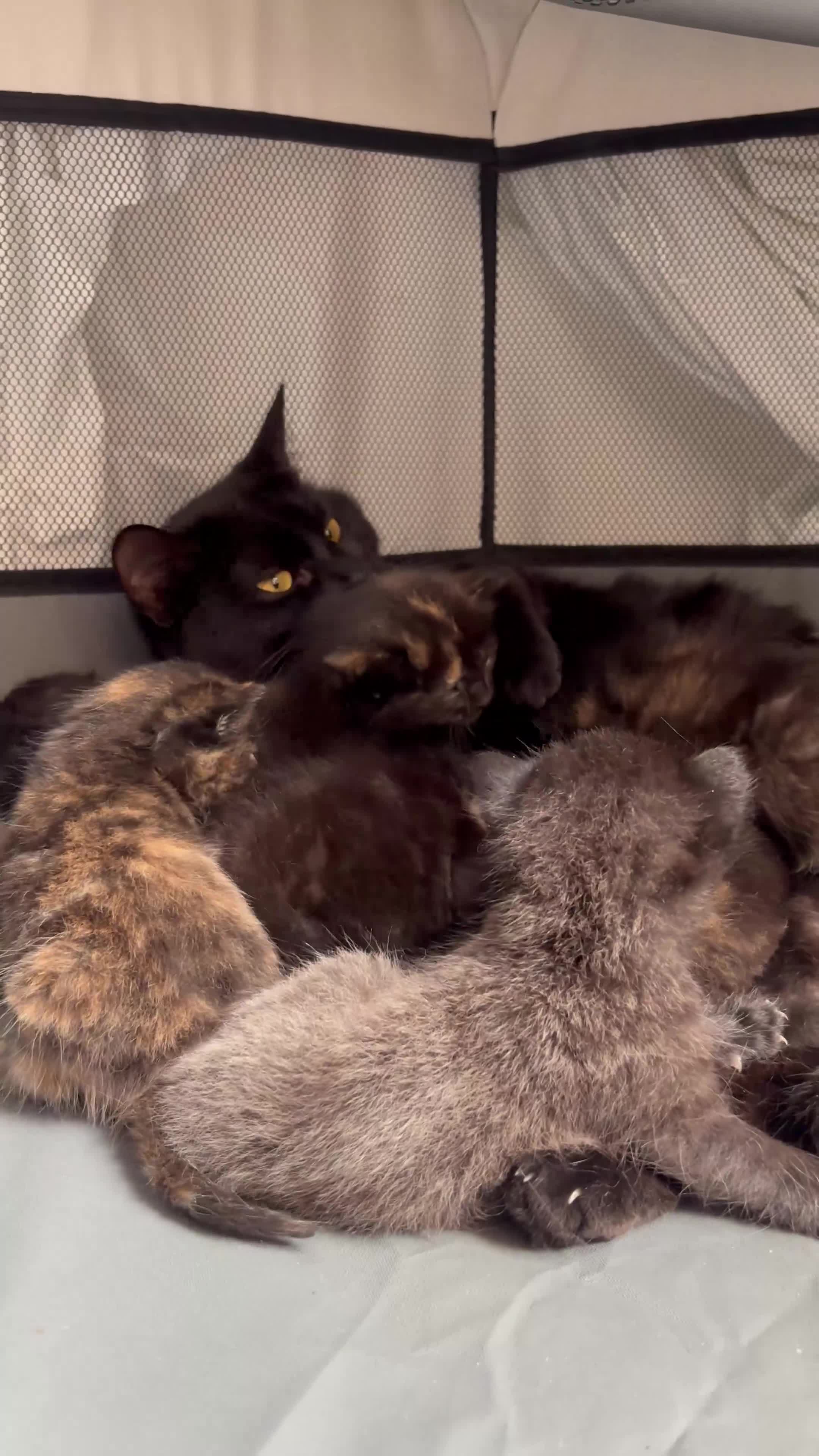Mixed Breed cats for sale: Kittens For Sale - Video 1