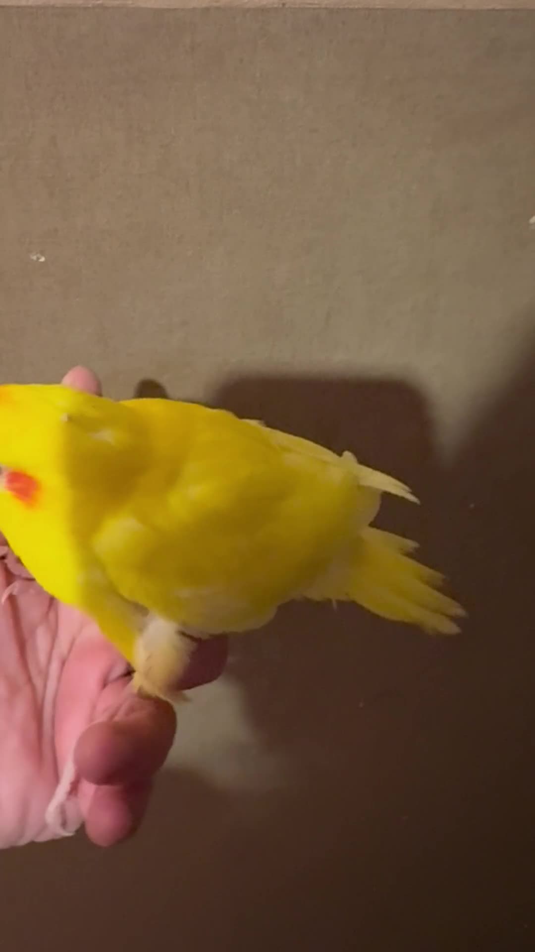 Parakeets birds for sale: Hand reared kakariki  - Video 1