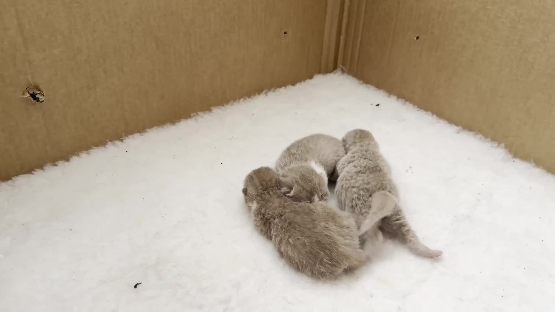 Brazilian Shorthair cats for sale: Lilac and Lilac & White - Video 2