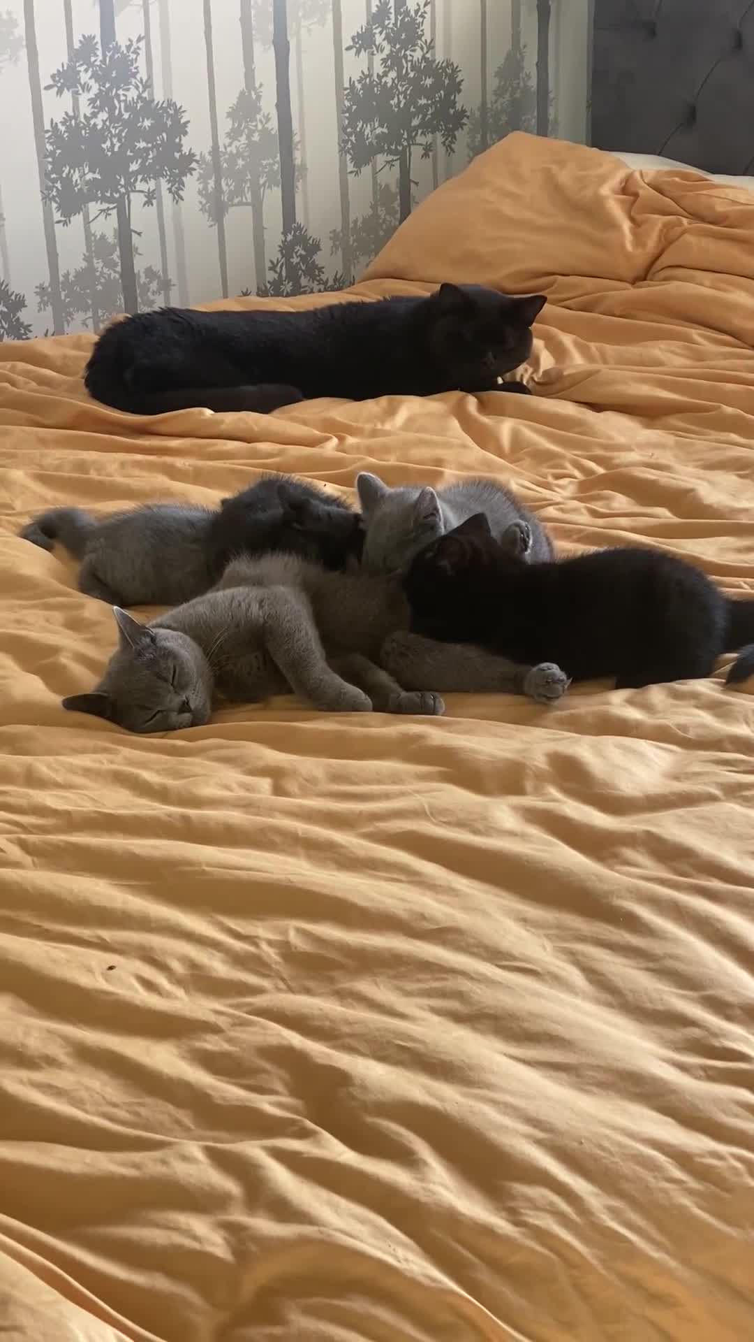British Shorthair cats for sale: Stunning Pedigree British Shorthair Kittens in Portsmouth - Video 4