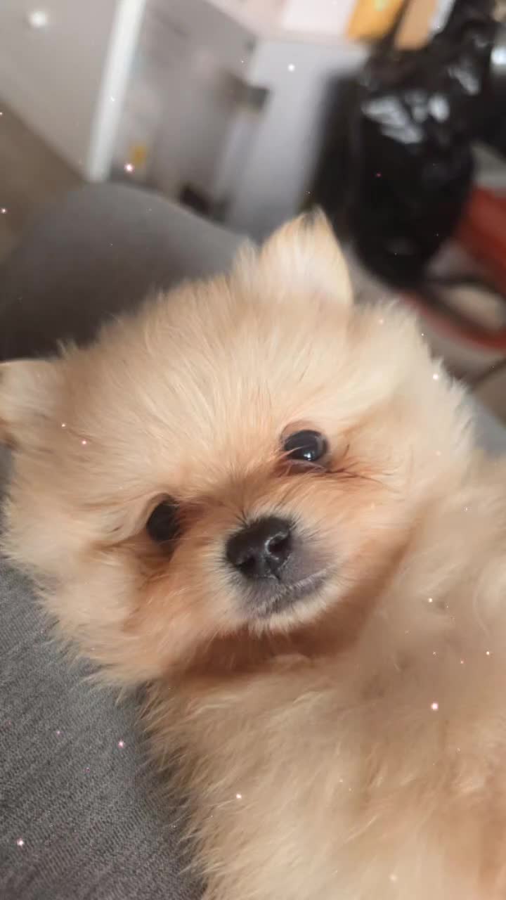 Pomeranian dogs for sale: Stunning minature poms, With cute teddy bear faces - Video 2