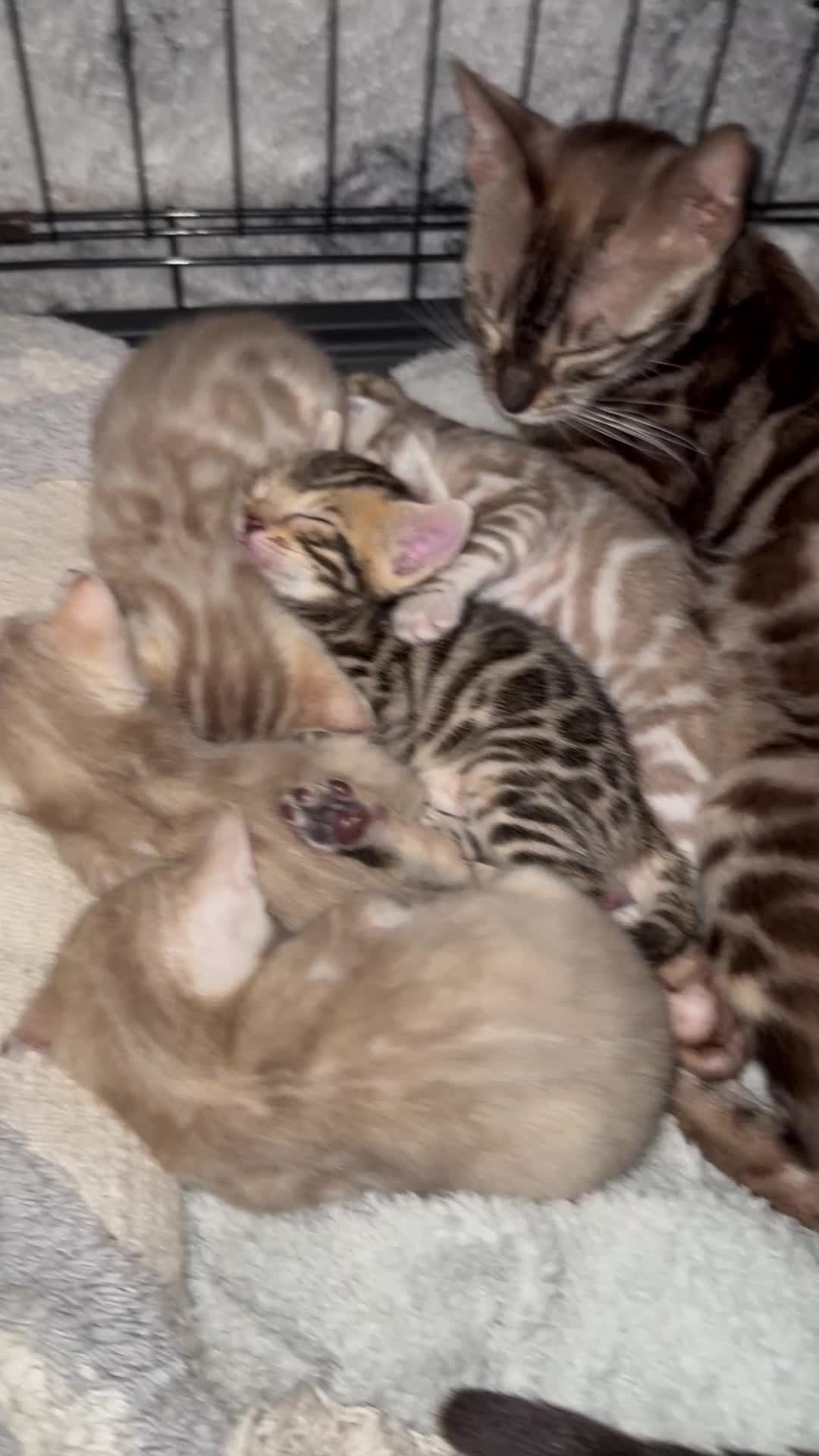Bengal cats for sale: Bengal kittens  - Video 1