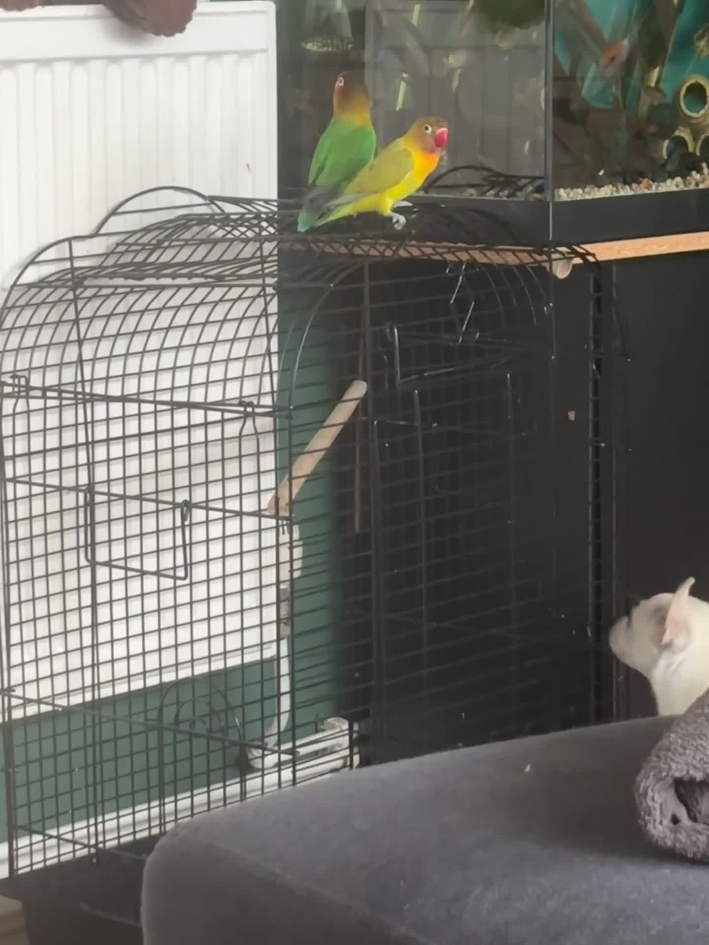 Lovebirds birds for sale: Pair of love birds with a large love bird cage  - Video 1