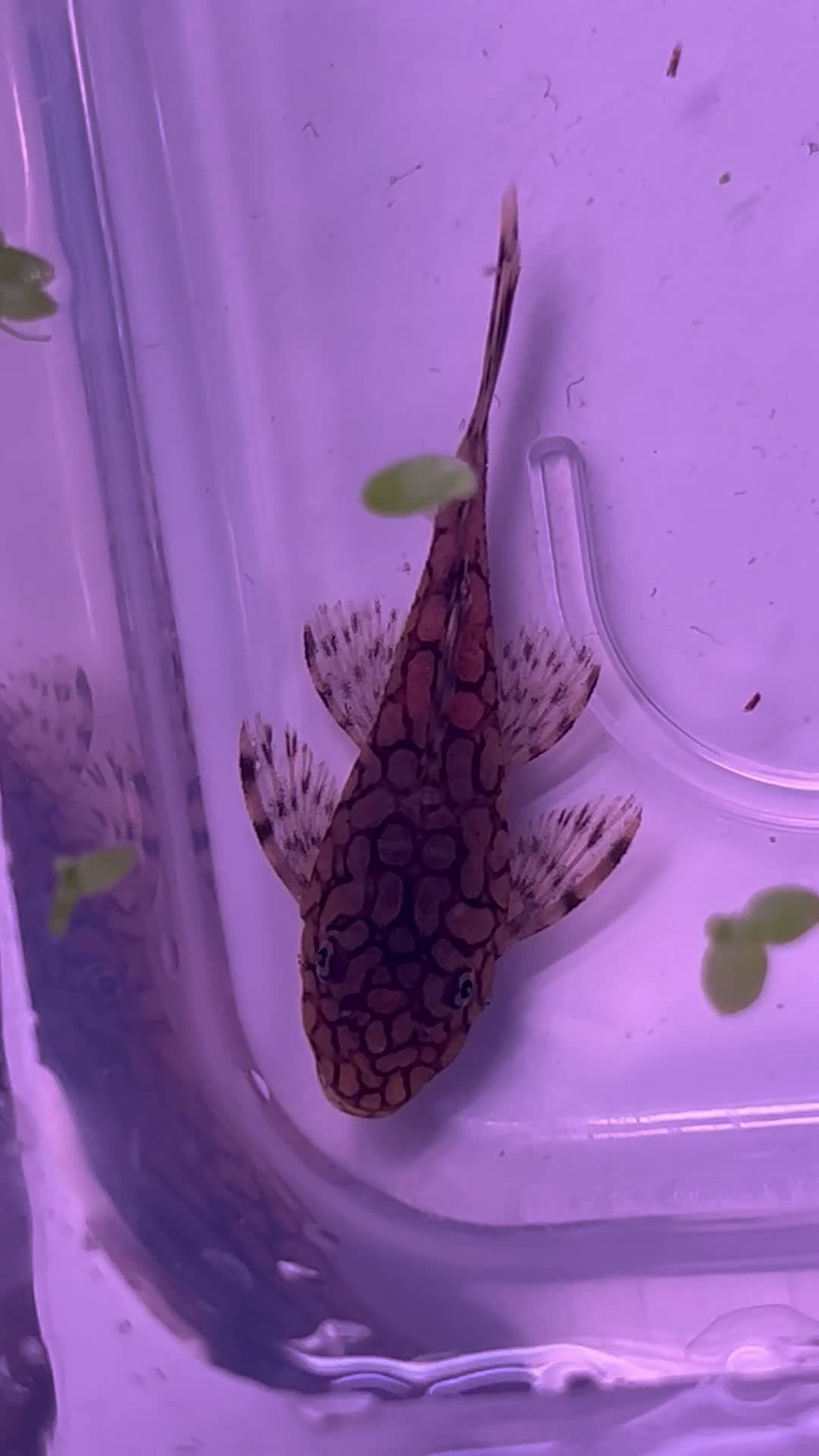 Plecos fish for sale: Super red & honeycomb bristlenose pleco - Video 1