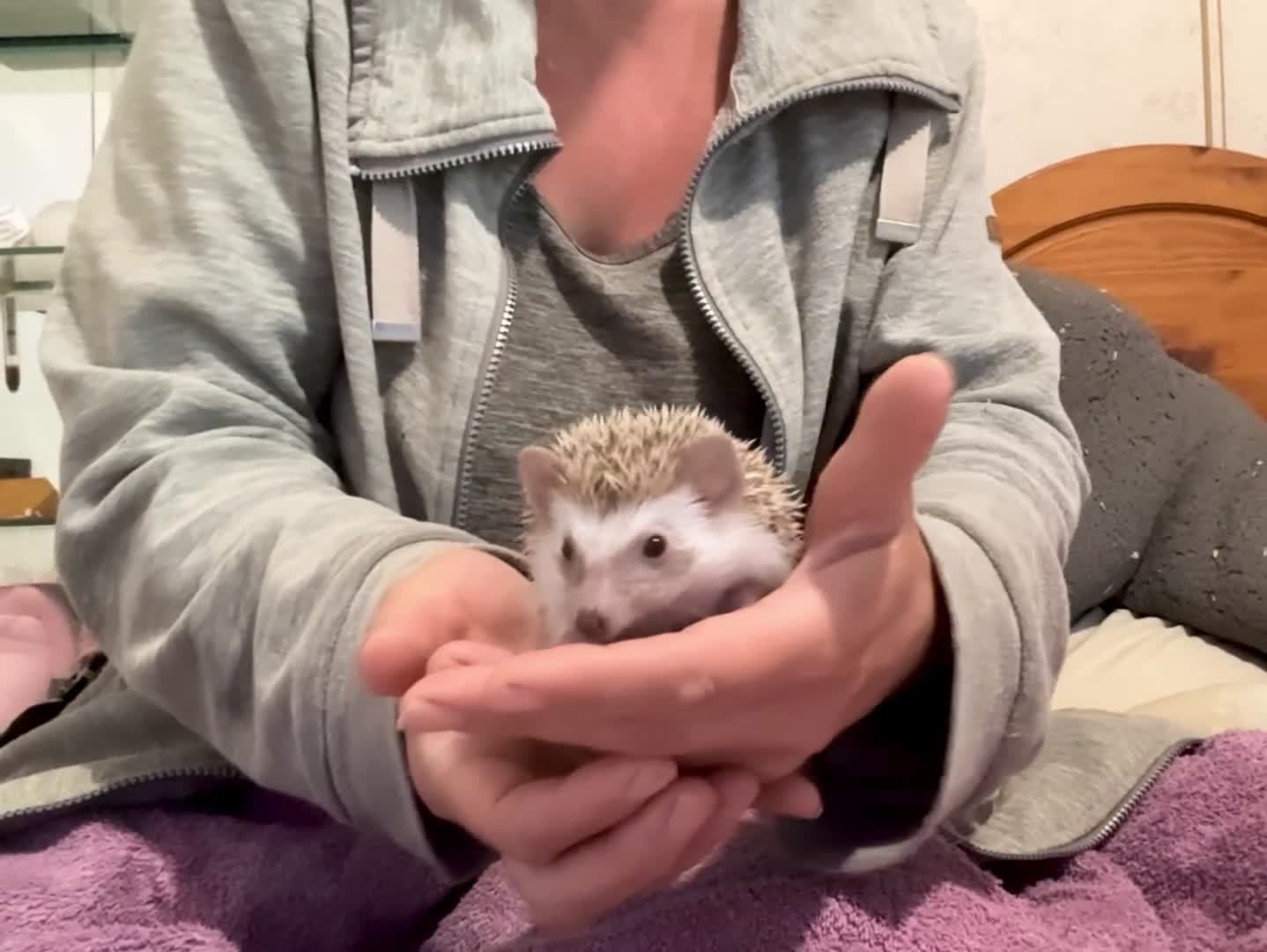 Pygmy Hedgehog rodents for sale: African Pygmy Hedgehog hoglet  baby’s  - Video 2