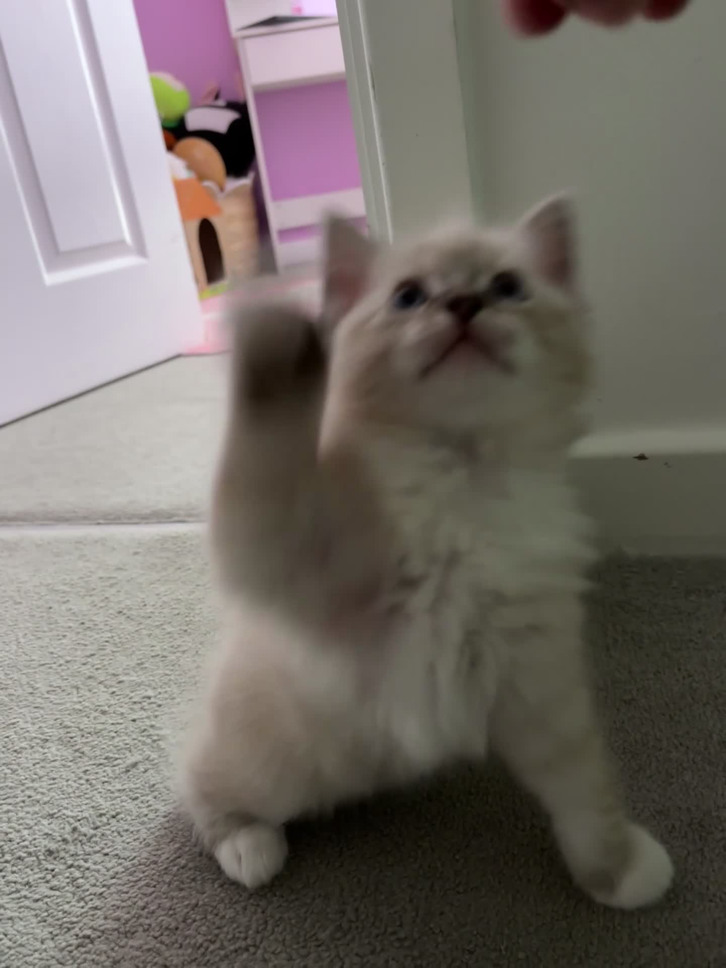 Ragdoll cats for sale: The Most Adorable Ragdoll Boy Kittens💙 - Video 1