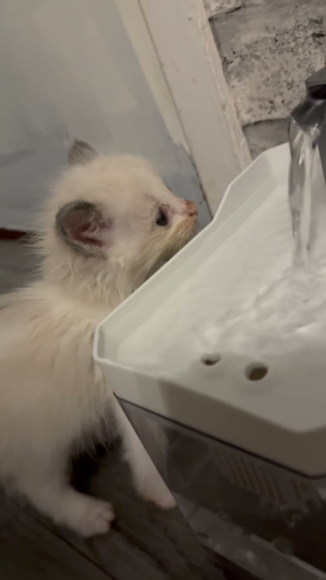 Ragdoll cats for sale: Ragdoll kitten  - Video 1