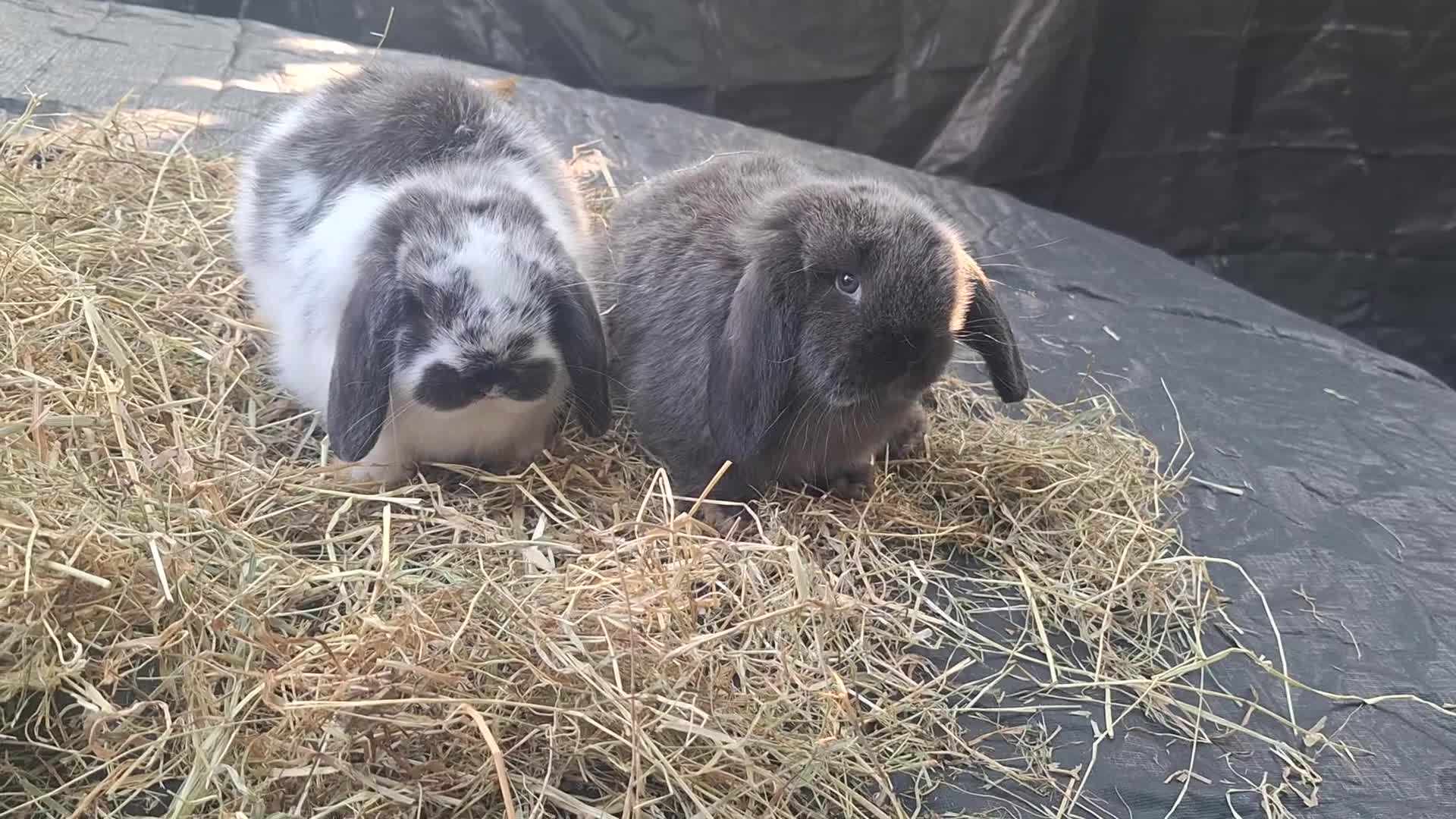 Mini Lop rabbits for sale: Beautiful purebred mini lop eared kits  - Video 1