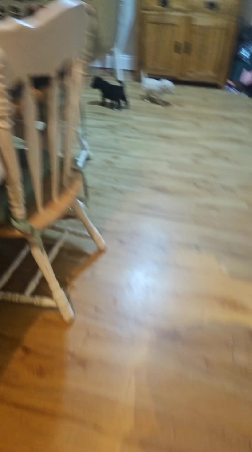 Schnoodle dogs for sale: TOY SCHNOODLE PUPPIES  - Video 1