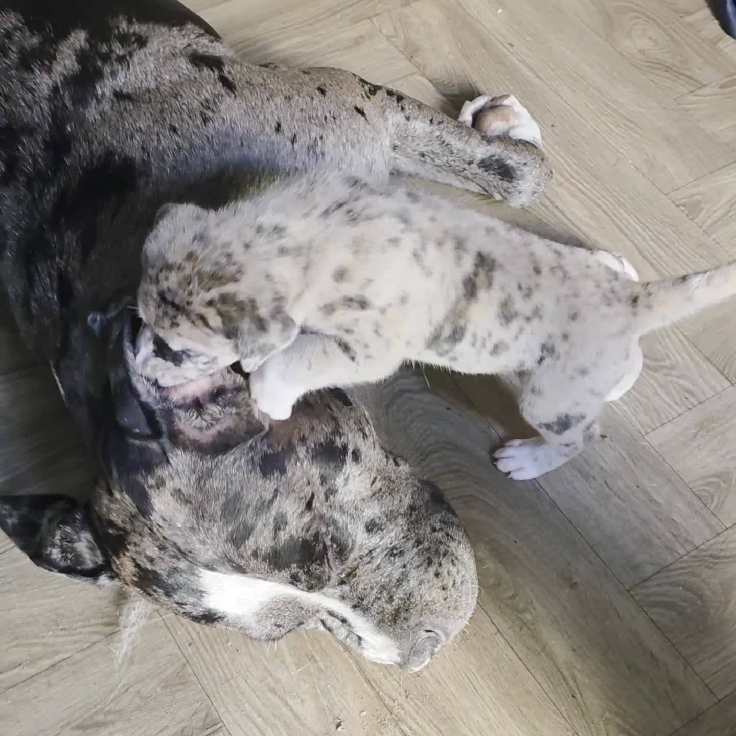 Mixed Breed dogs for sale: American Akita × American Staffy Puppies 🐾 - Video 2