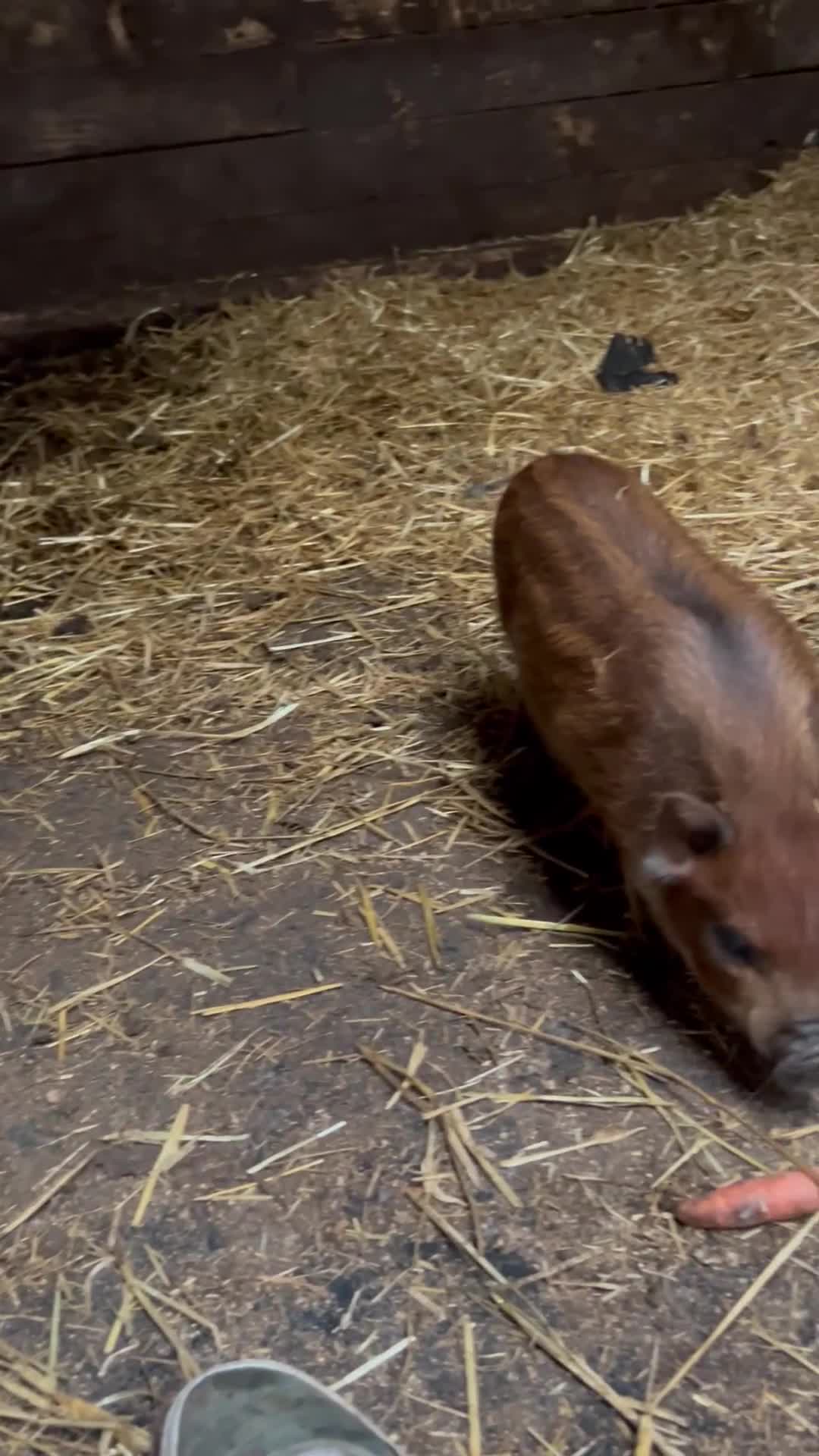 Pig livestock for sale: Mini Pigs Juliana x Pennywell Miniature  - Video 1