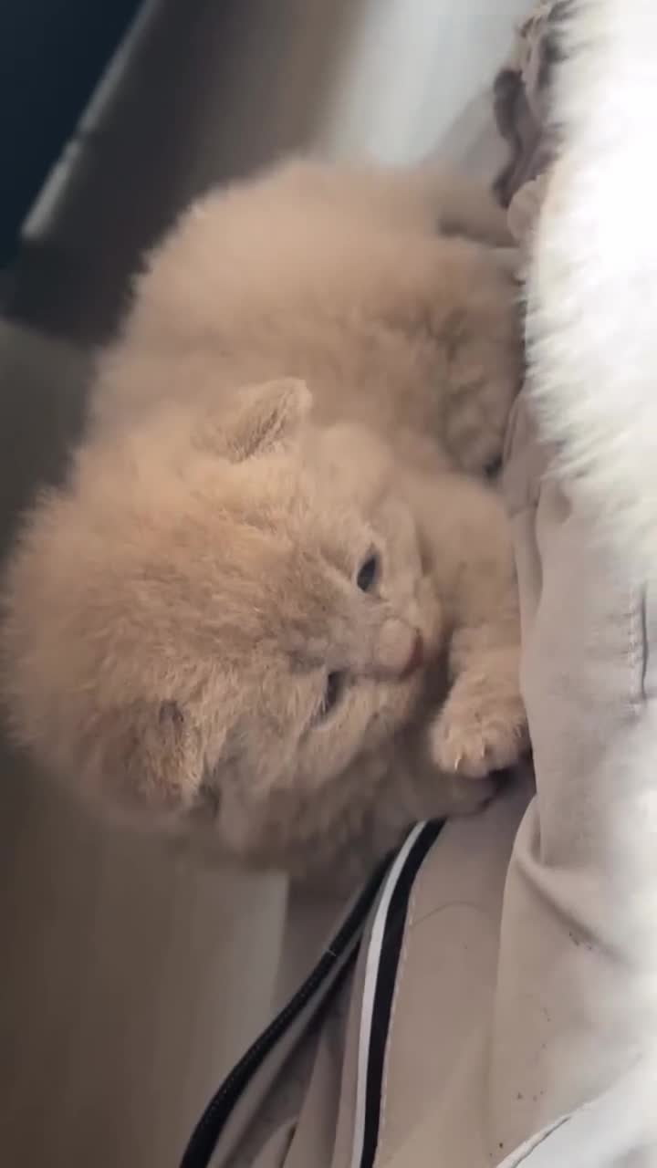 British Shorthair cats for sale: British shorthair Kittens - Video 1