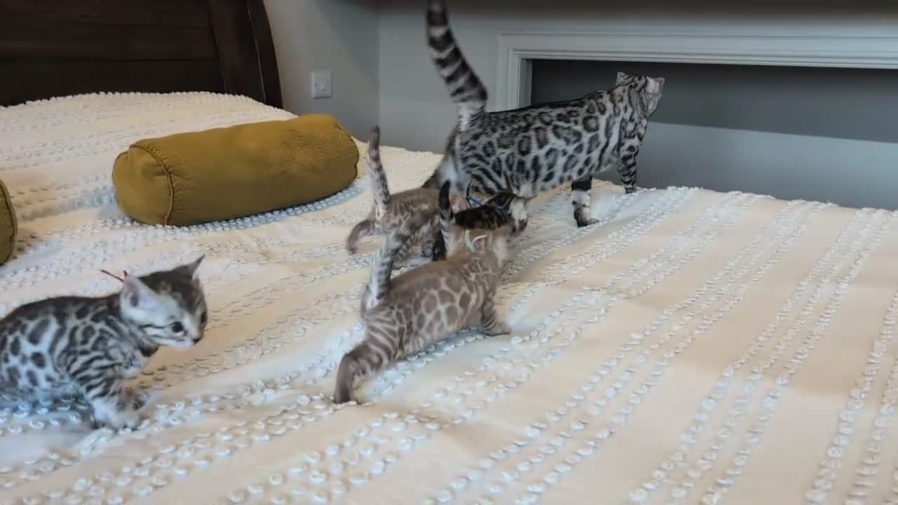 Bengal cats for sale: 🖤🩶🤍 Stunning Bengal Kittens 🤍🩶🖤 - Video 3