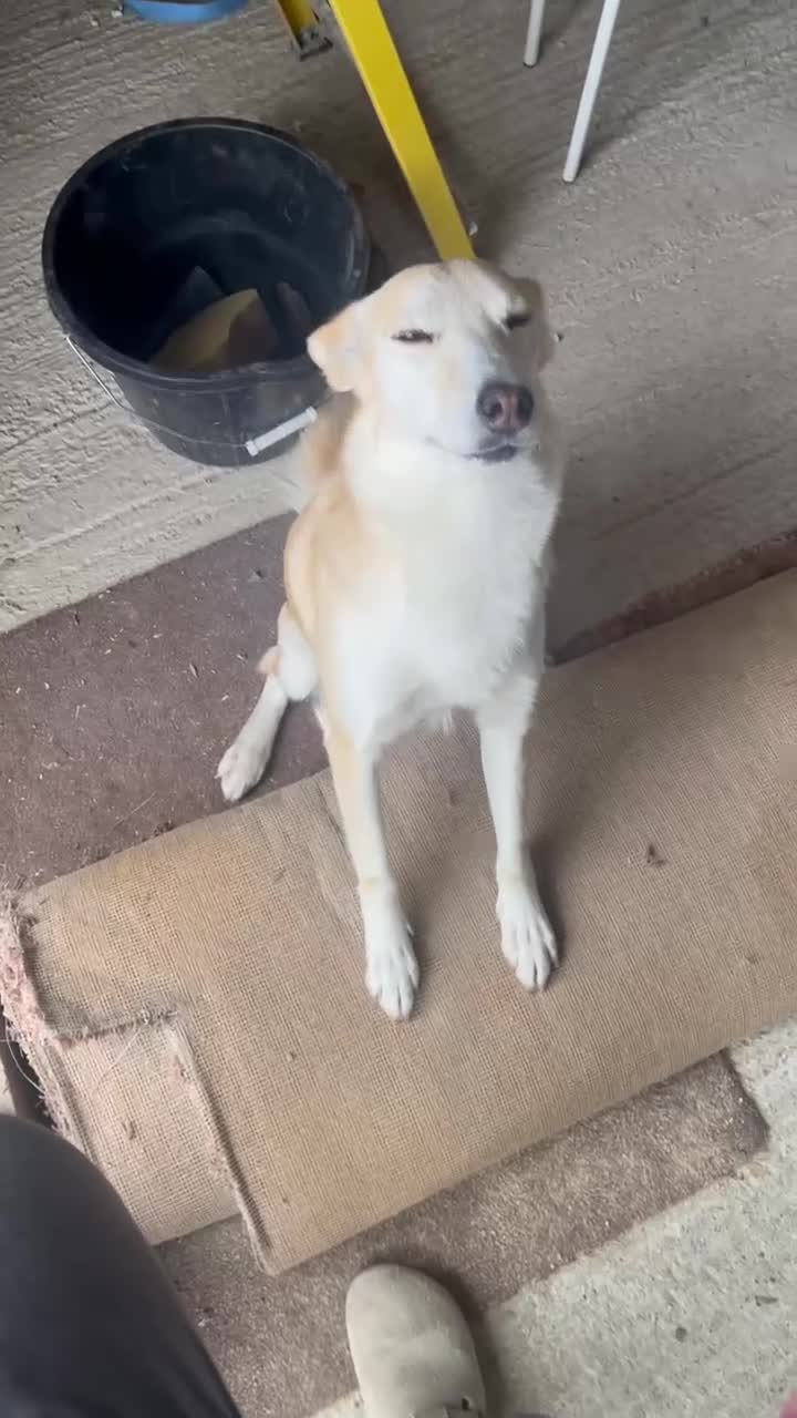 Mixed Breed dogs for adoption: LINDY – 2 years old, Female, Mixed Breed in ELY - Video 1