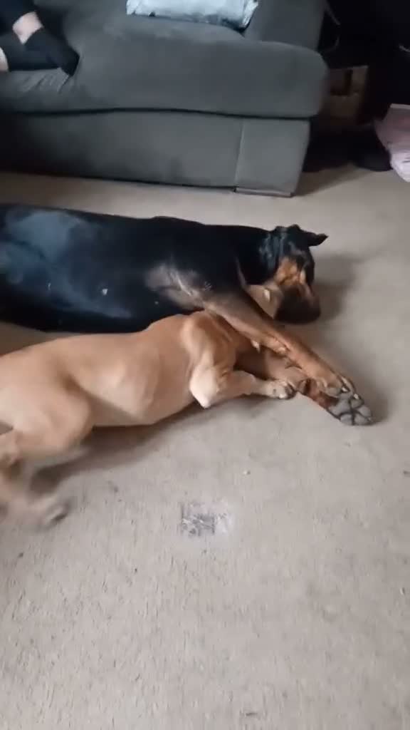 Mixed Breed dogs for sale: Beautiful saluki cross girl - Video 3