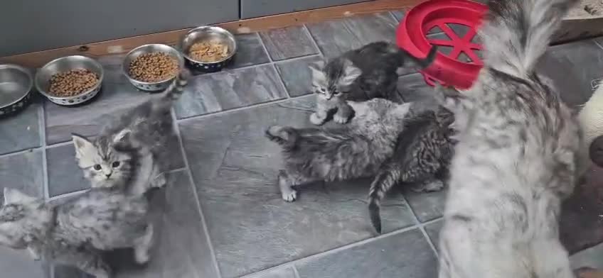 Maine Coon cats for sale: Beautiful Registered Maine Coon kittens  - Video 1