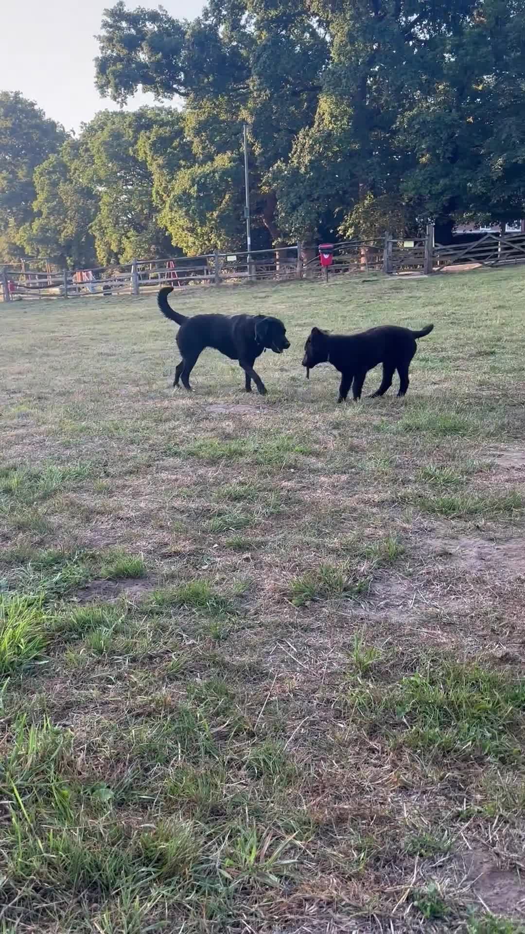 Mixed Breed dogs for sale: Dutch/German shepherd  - Video 2