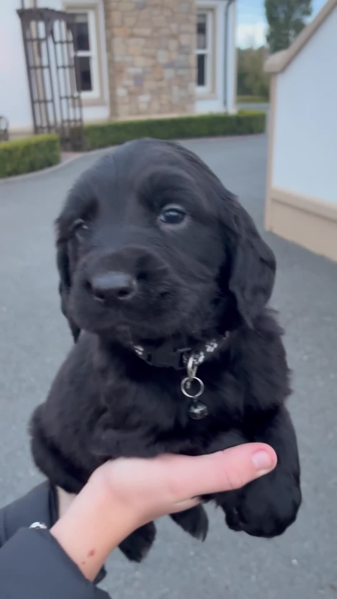 Mixed Breed dogs for sale: Golden retriever / border terrior mix  - Video 1