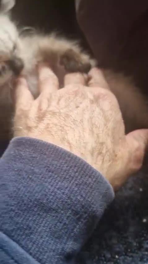 Ragdoll cats for sale:  FIFe Registered Ragdoll Kittens Champion Line - Video 3