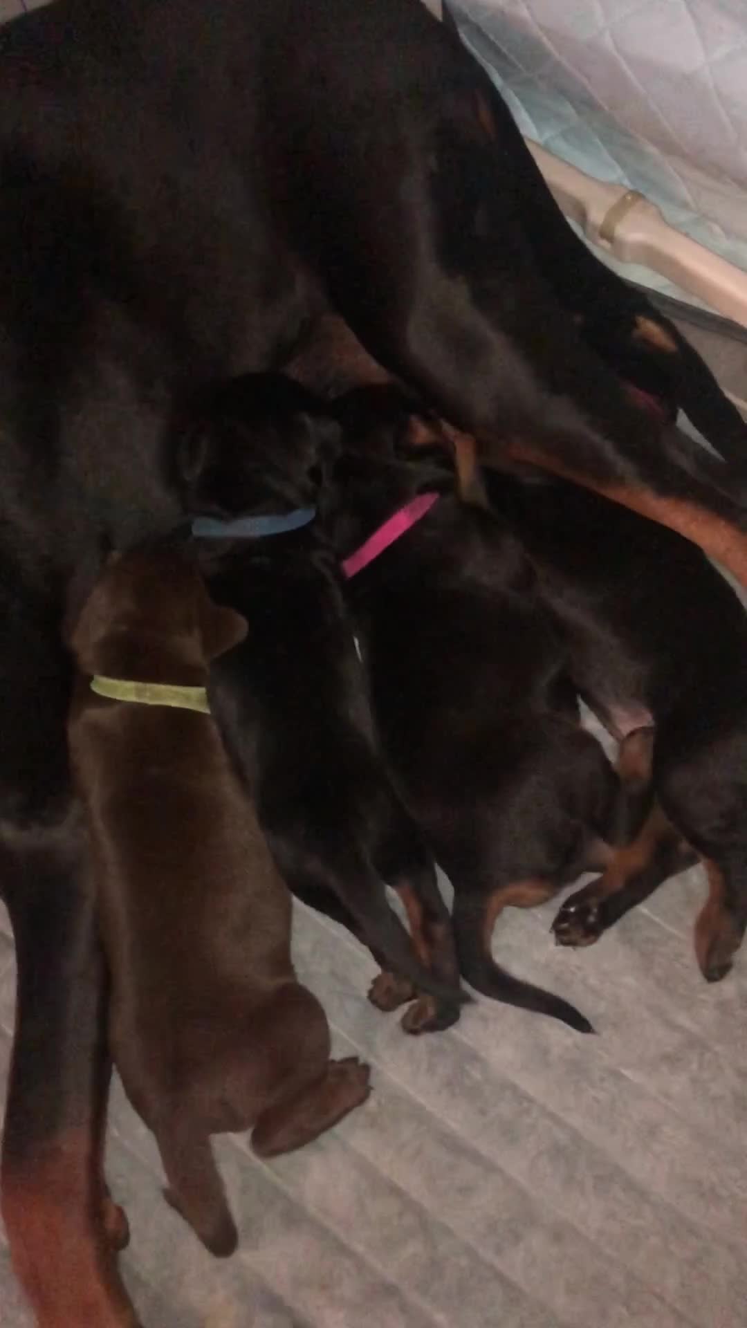 Dobermann dogs for sale: European Dobermann puppies for sale  - Video 2