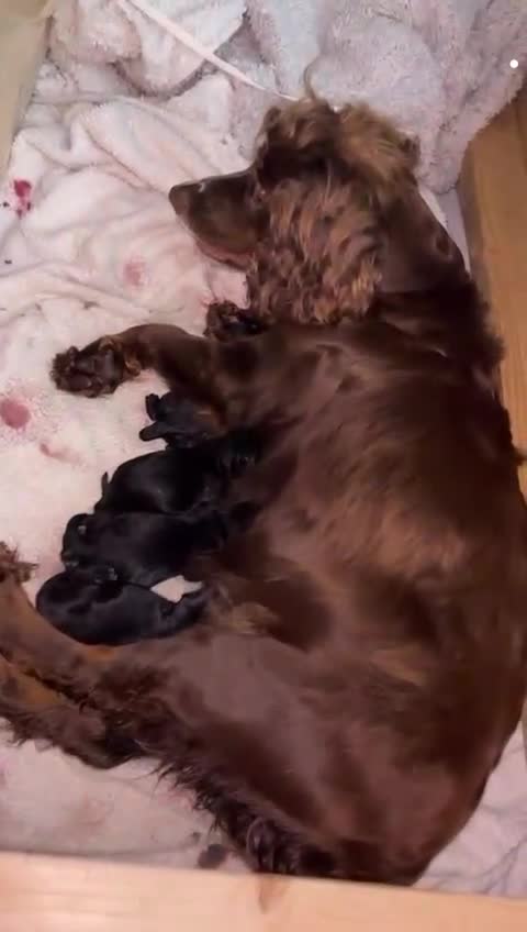 Cockapoo dogs for sale: Beautiful F1 Girl Cockapoo Puppy Available - Video 1