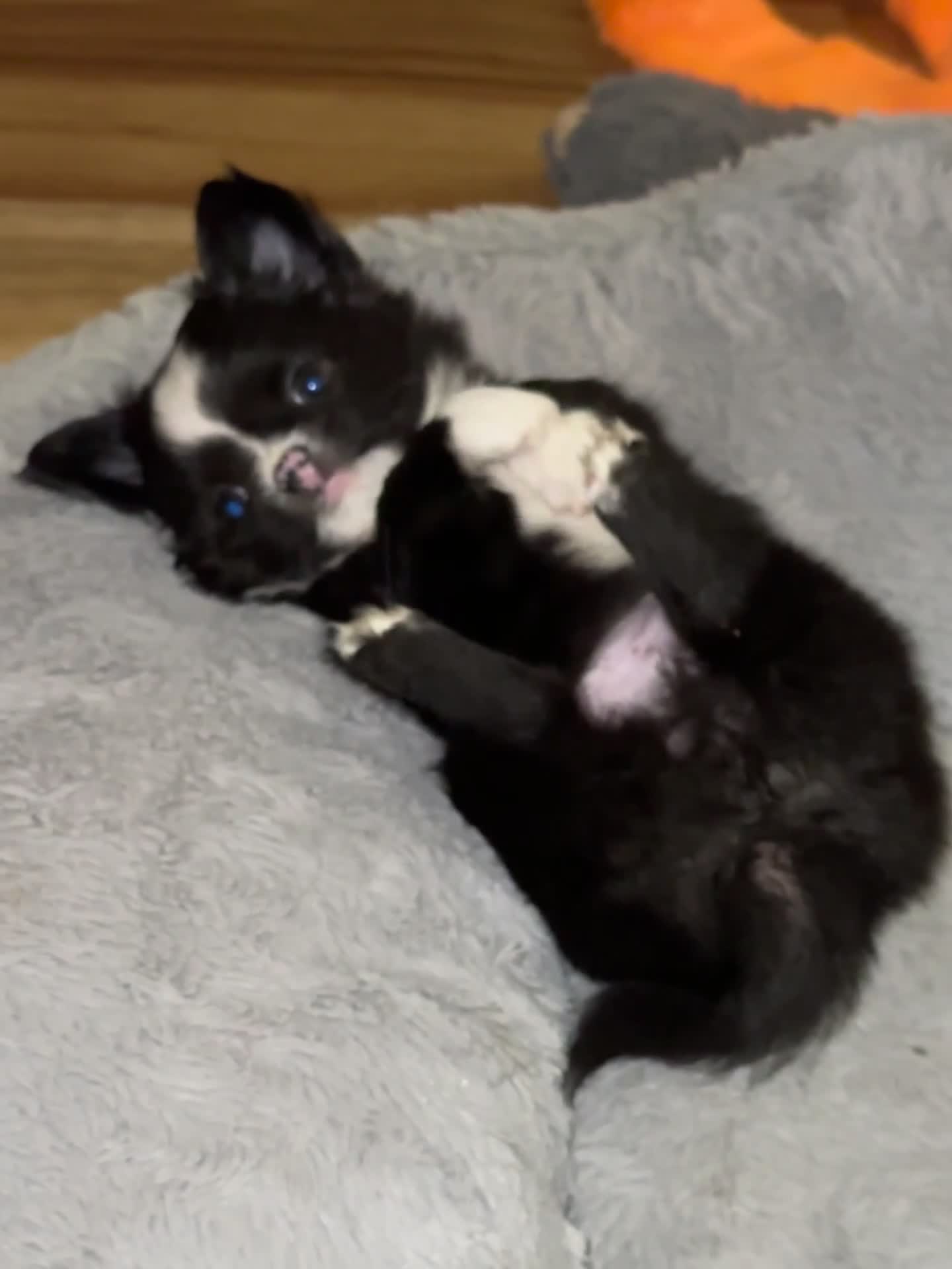 Chihuahua dogs for sale: One adorable boy available - Video 1
