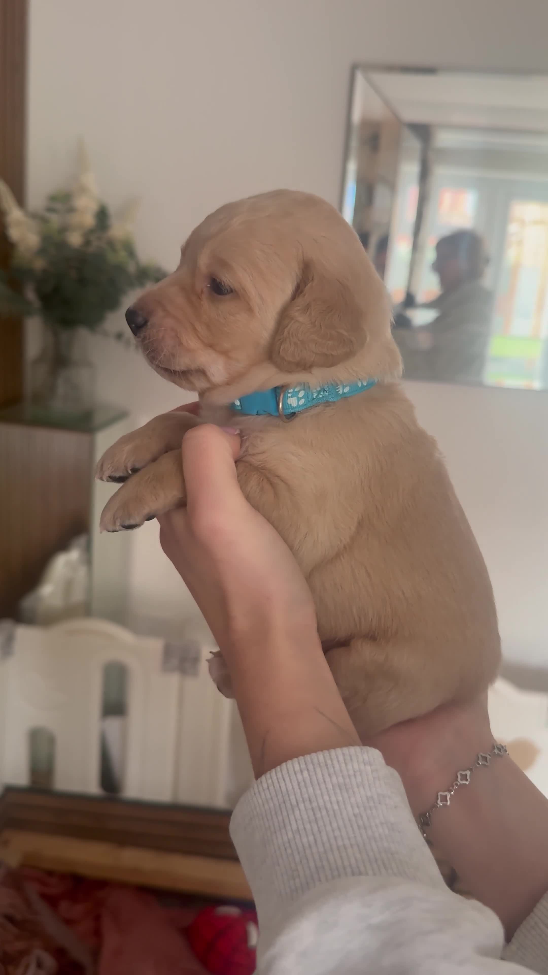 Double Doodle dogs for sale: READY NOW 🐾 !!LAST GIRL AVAILABLE!!! 🐾 - Video 3