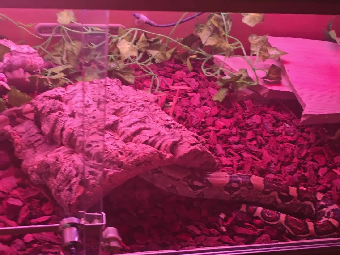 Boa Snake reptiles for sale: Boa constrictor  in Poulton-le-Fylde - Video 1