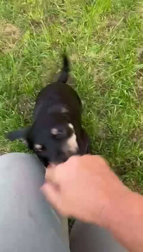 Mixed Breed dogs for adoption: OBI - a Lovely little puppy boy for a Loving Home - Video 1
