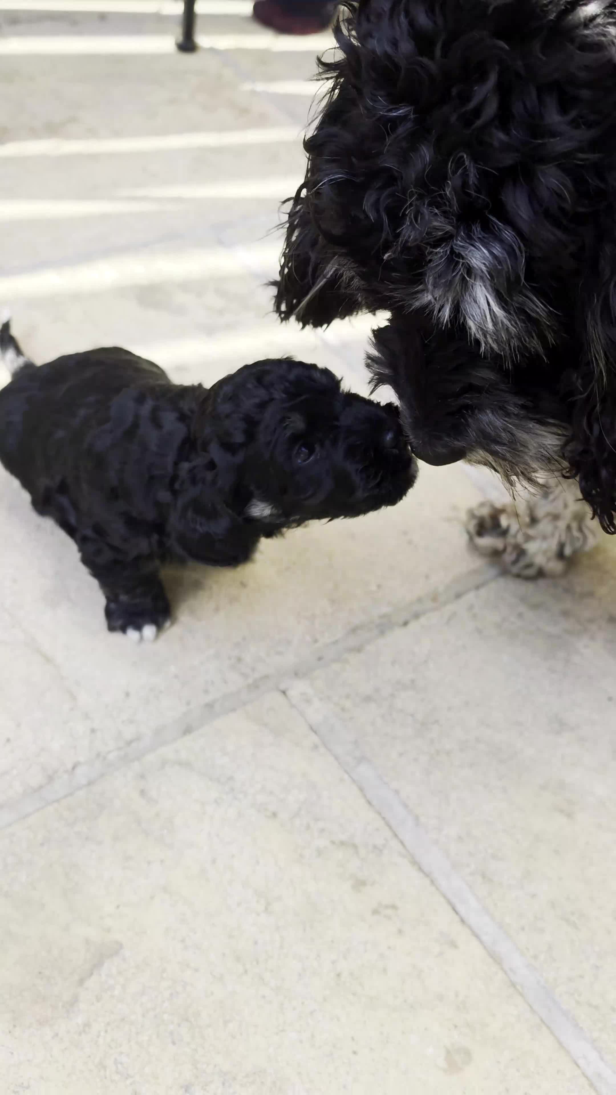 Mixed Breed dogs for sale: Lacasapoo Puppies – 3 Girls & 1 Boy Available - Video 2