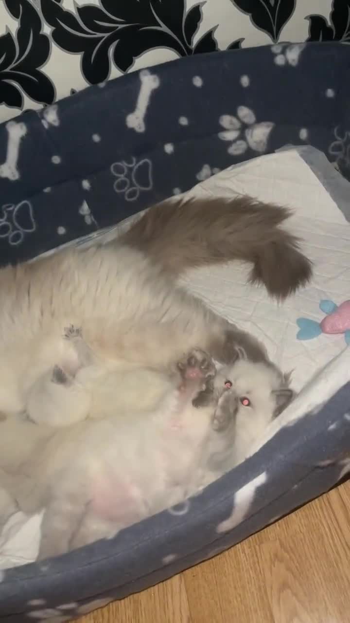 Ragdoll cats for sale: Pure ragdoll kittens ready to leave now ‼️ - Video 1