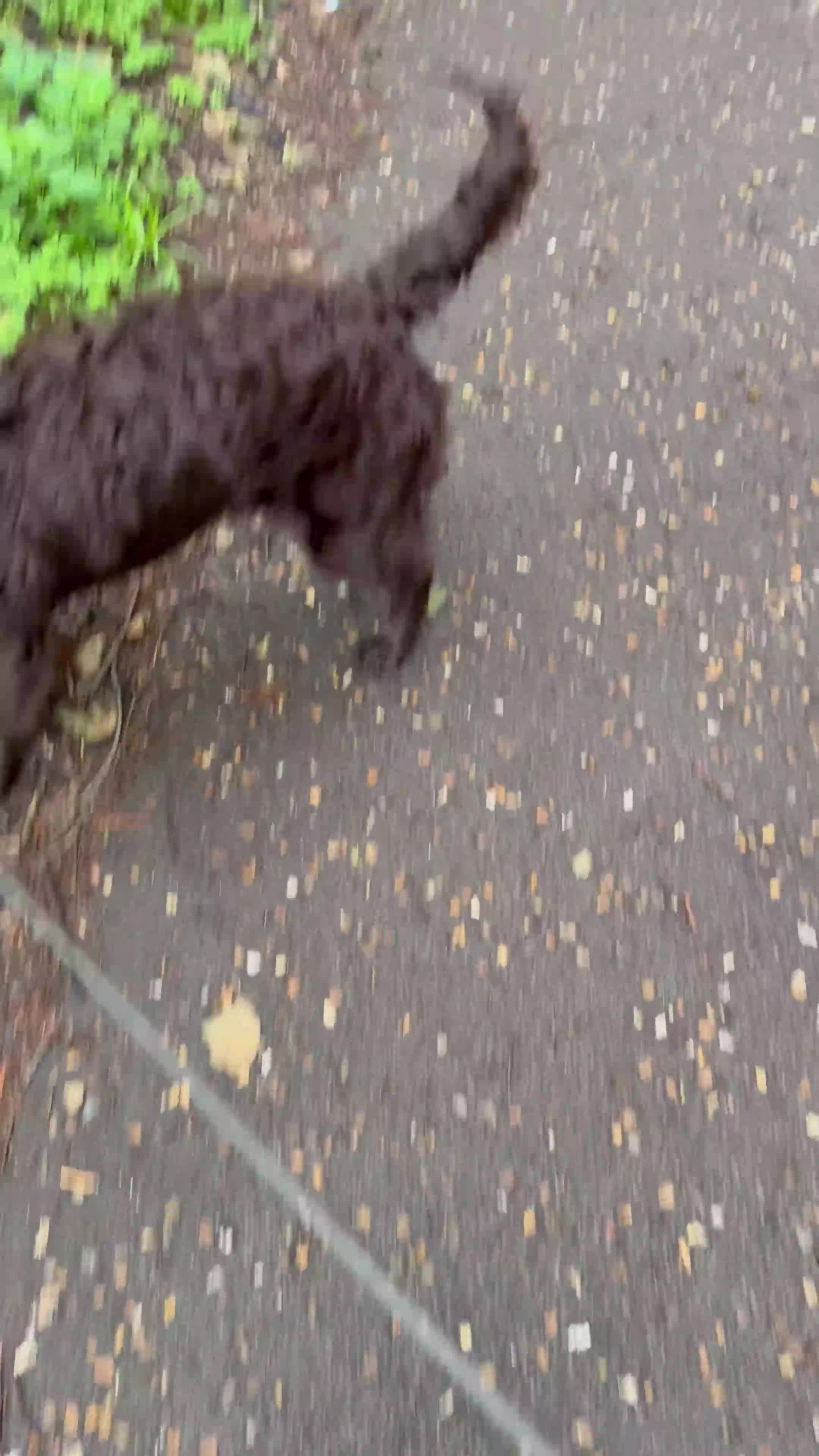 American Cocker Spaniel dogs for sale: CHOCOLATE COAT - AMERICAN WATER SPANIEL  in Liverpool - Video 1