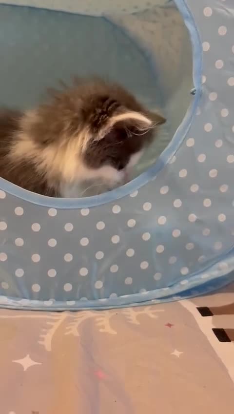 Ragdoll cats for sale: Ragdoll cross British Shorthair Kitten - Video 2