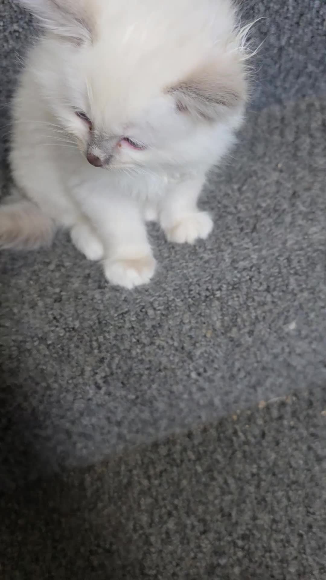 Ragdoll cats for sale: 3 big male  - Video 2