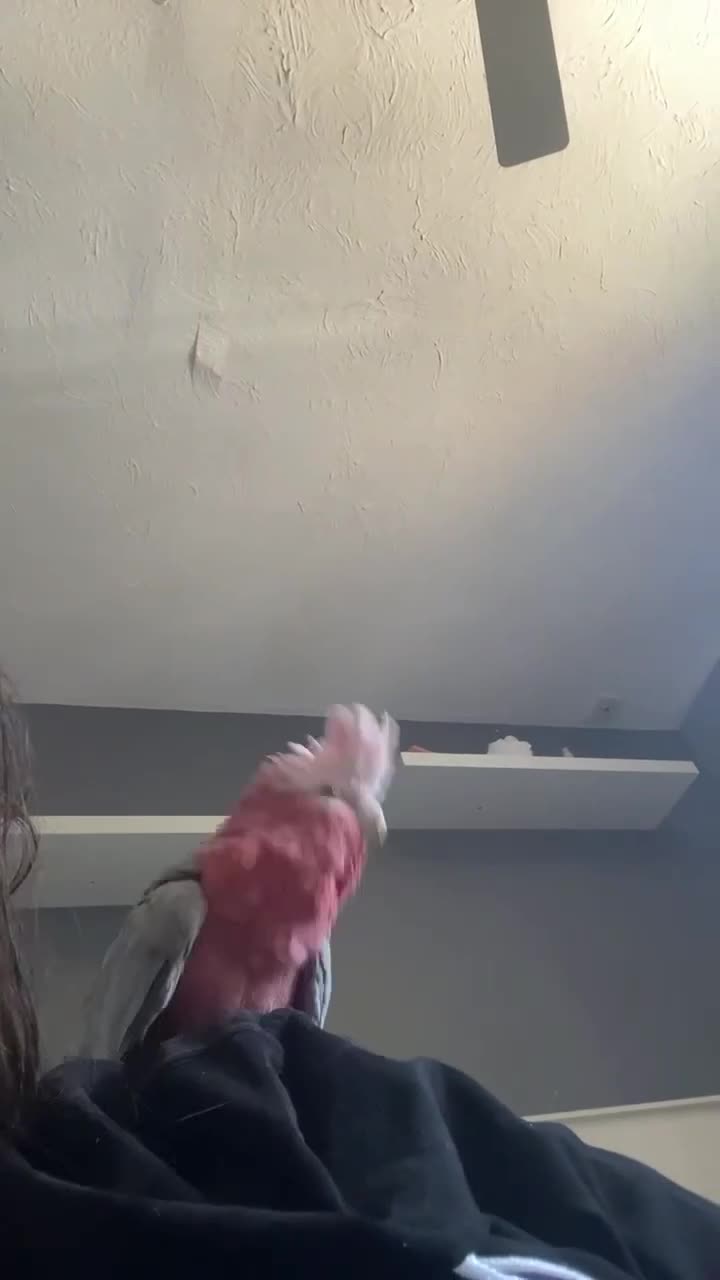 Parrots birds for sale: Galah cockatoo - Video 2