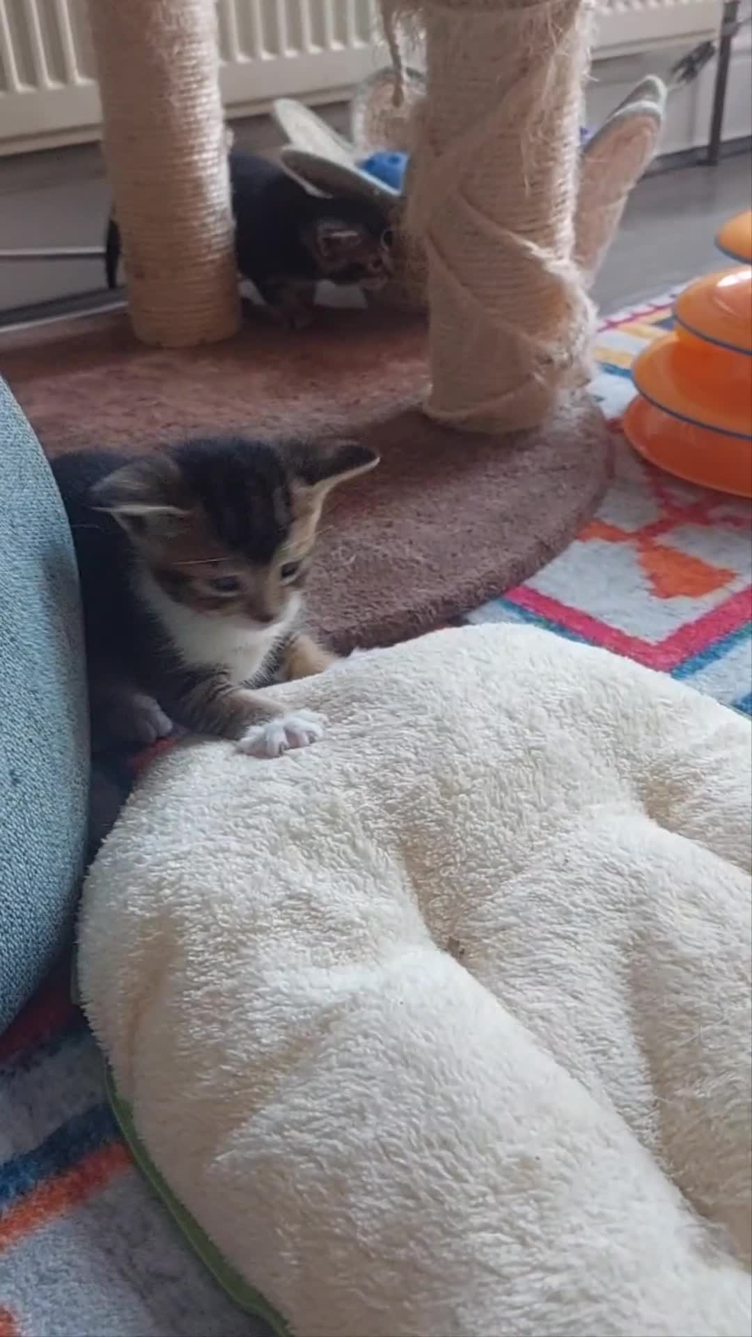 Mixed Breed cats for sale: Beautiful mixed breed kittens  in London - Video 1