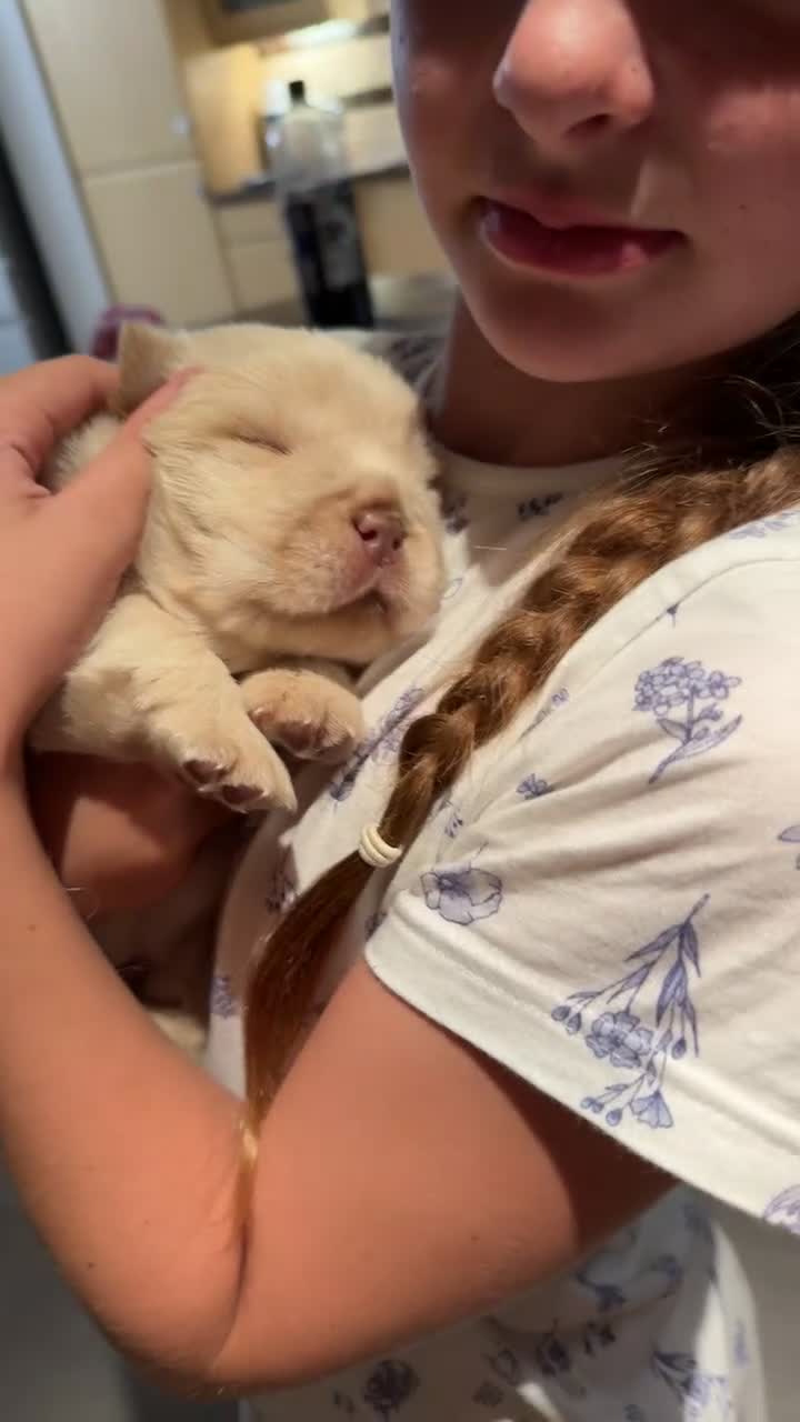 Chow Chow dogs for sale: 🔥 UK best Lilac platinum 🧸 chow chows KC  - Video 4