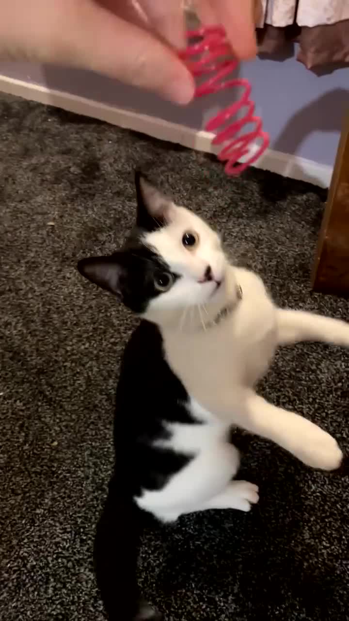 Mixed Breed cats for sale: 5 months old cat URGENT NEED OF HOME  - Video 3